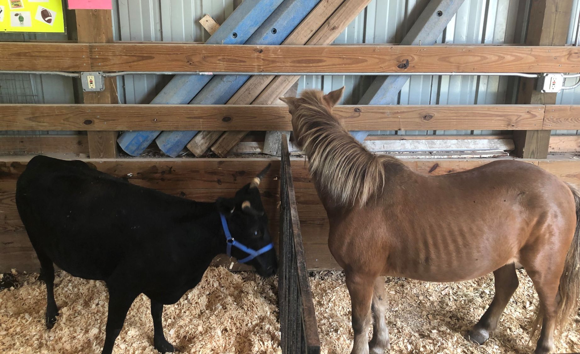 2021 North Iowa Fair- Live stock